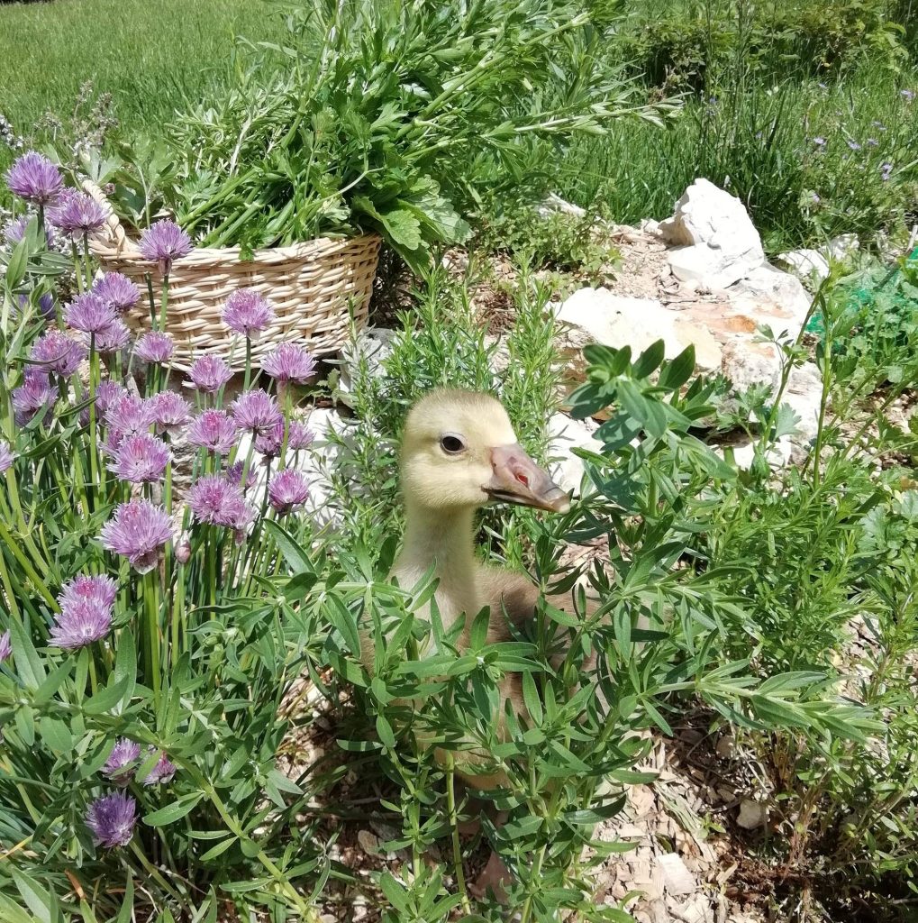 Fournisseur Grelinette et Plantations